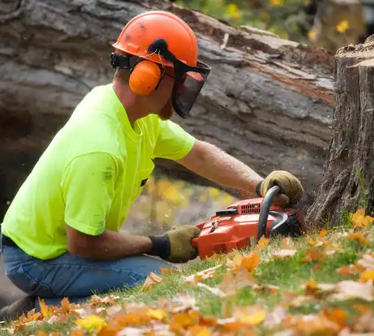 tree services North Canton